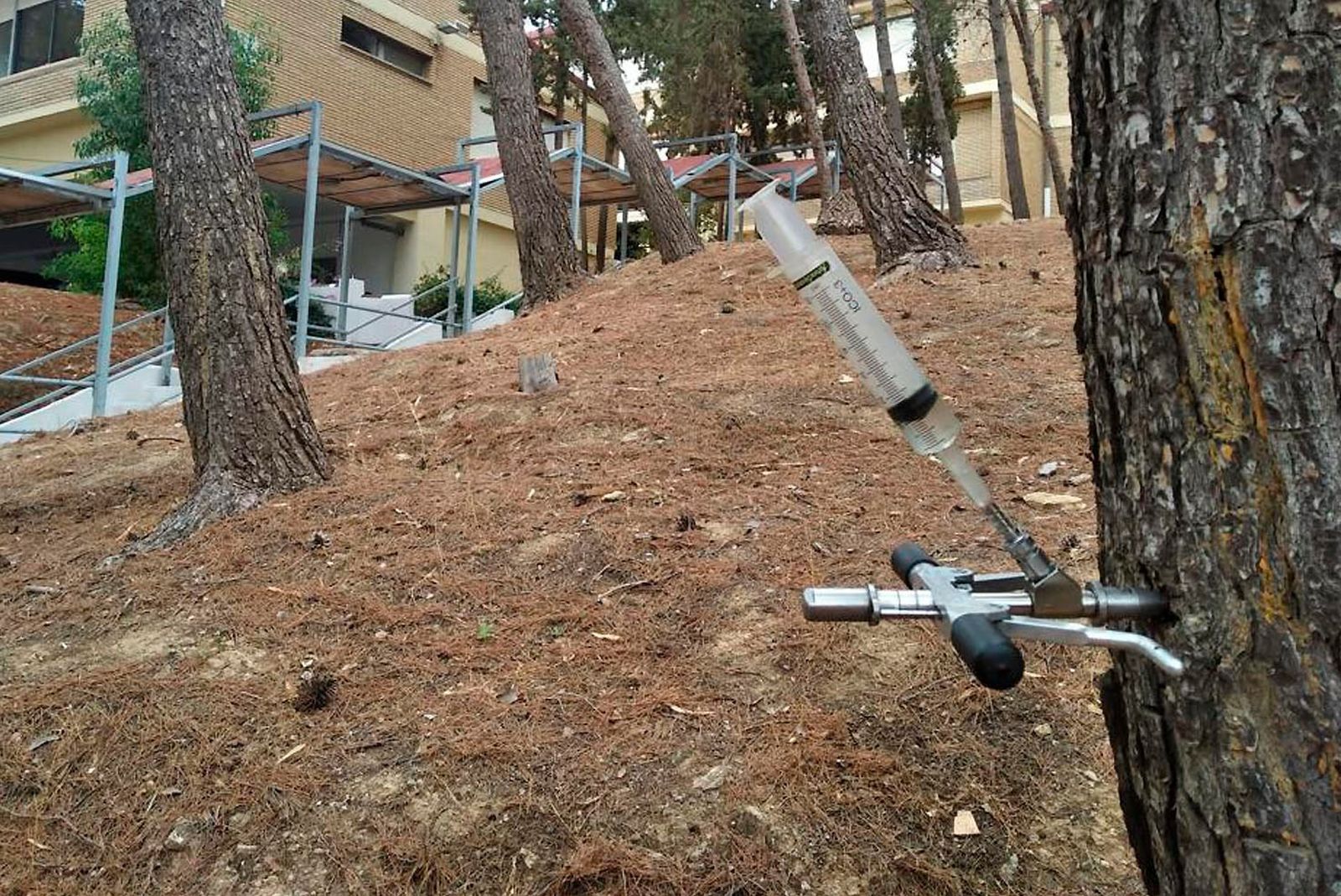 La inyección se coloca en los troncos de los pinos.