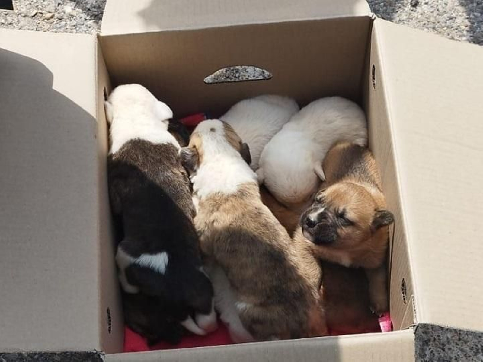 Detalle de la camada de mastines.