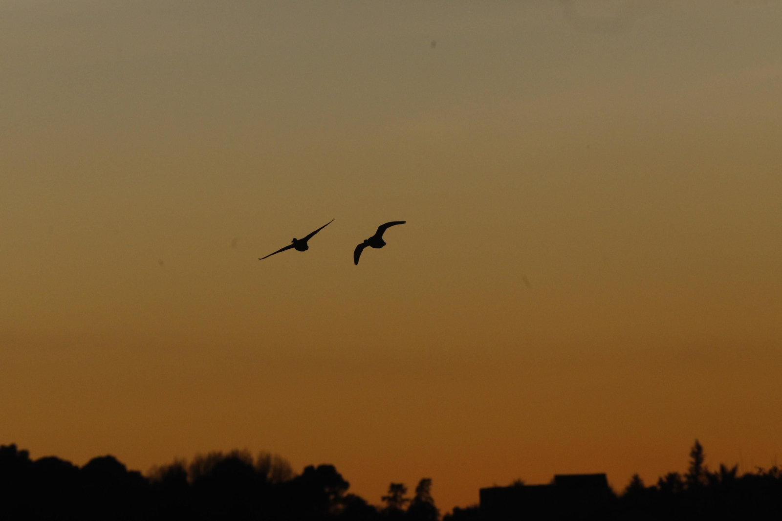 Las aves que habitan en Los Sotos de la Albolafia de Córdoba, en fotografías
