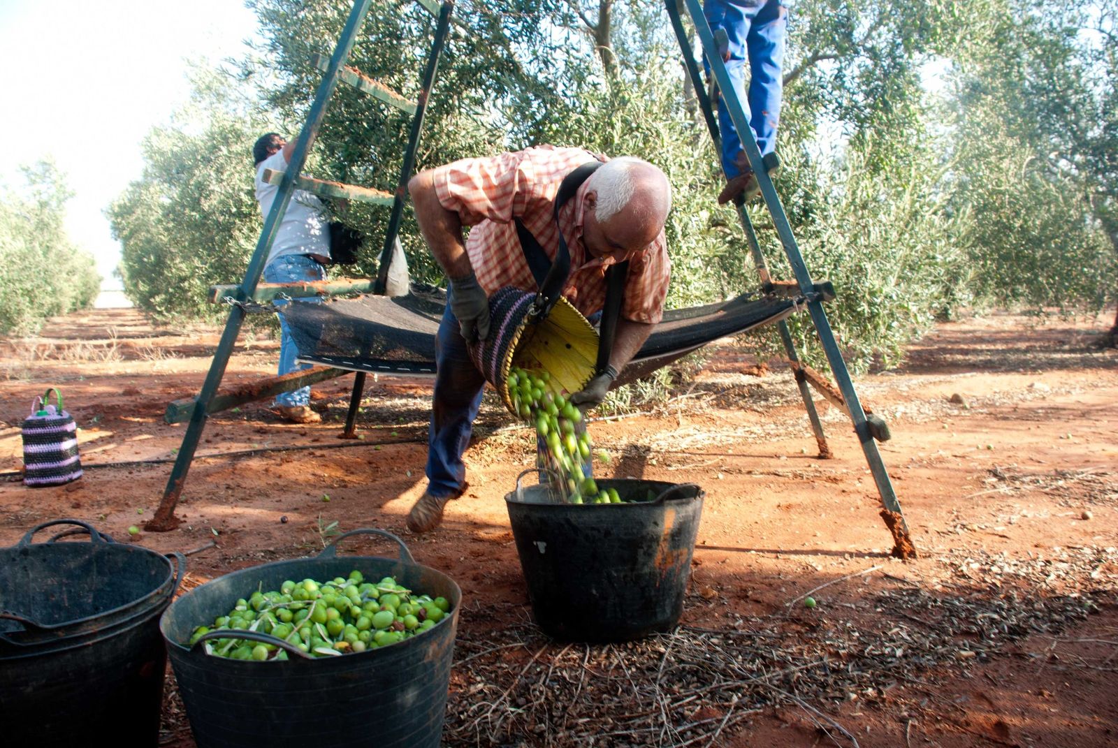 Recolección de la aceituna de mesa