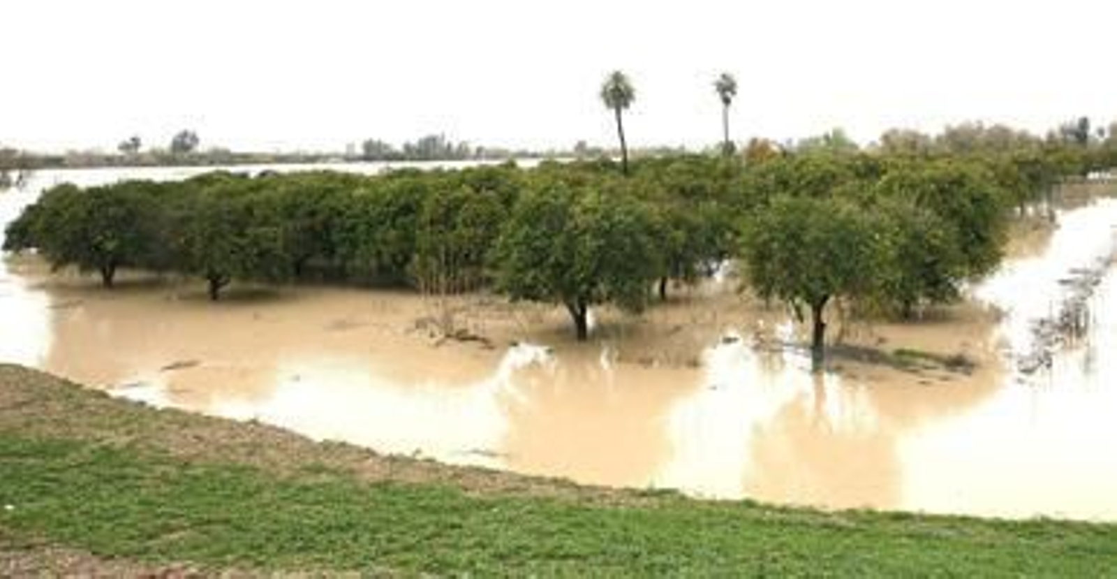 El Río Guadalquivir se desborda a su paso por Lora del Río.

Foto: Eduardo Abad (EFE)