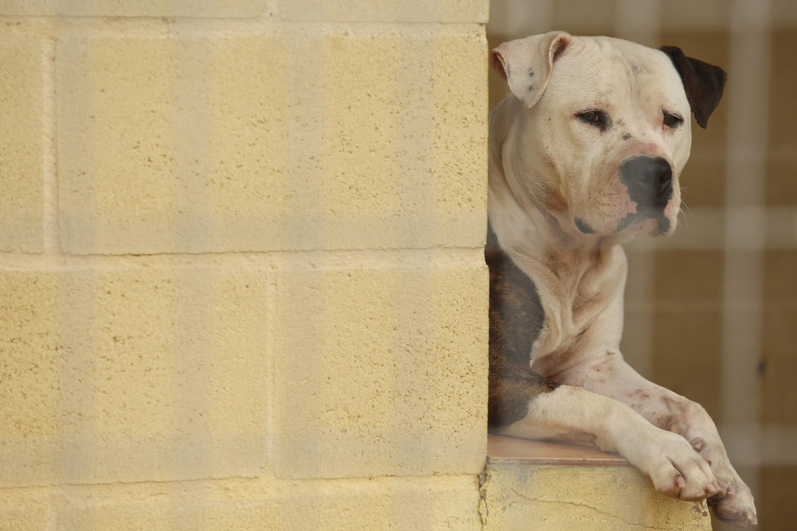 Las fotos de los animales de la Protectora de Málaga Las fotos de los animales de la Protectora de Málaga