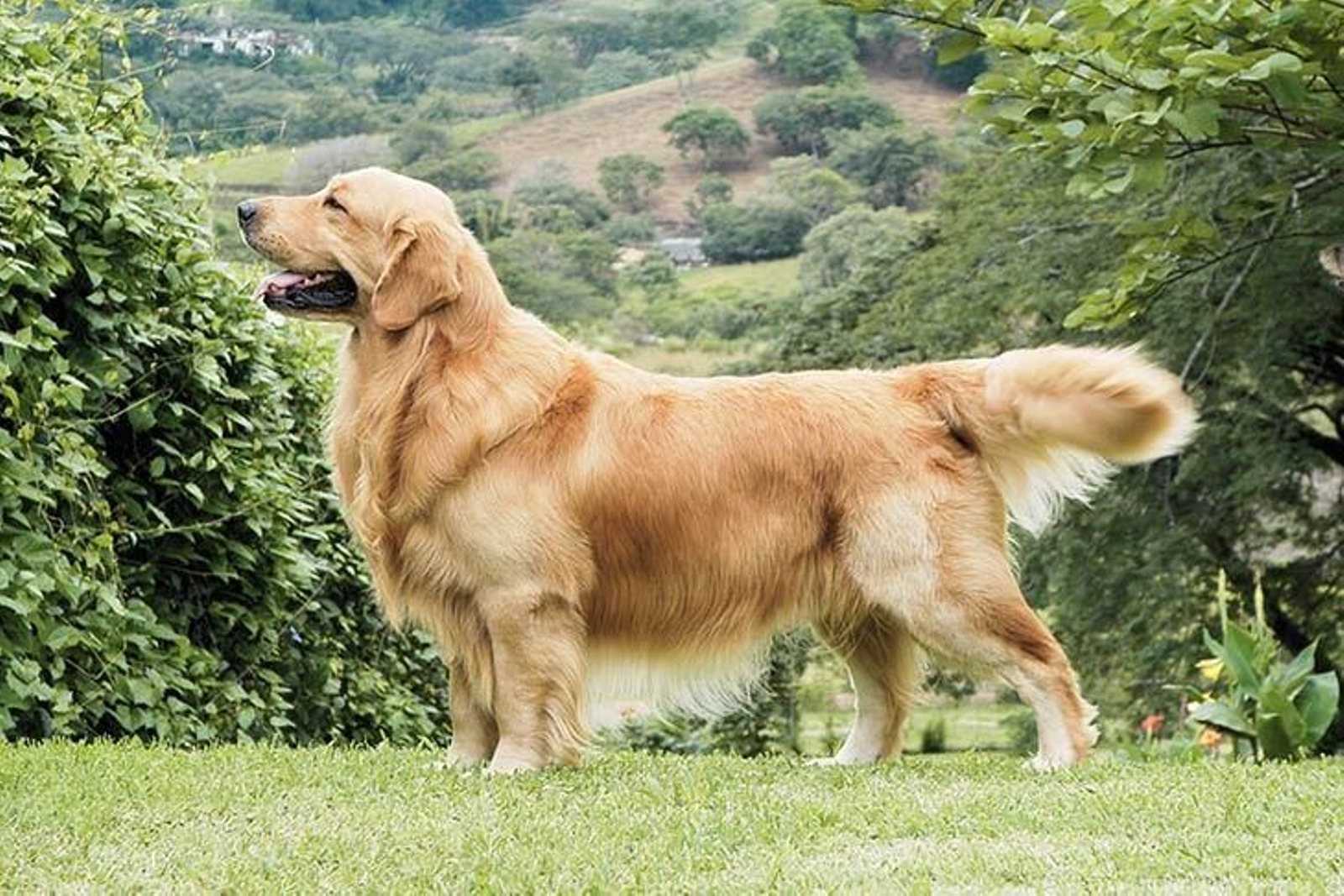 El golden retriever, el perro juguetón y famoso en todo el mundo