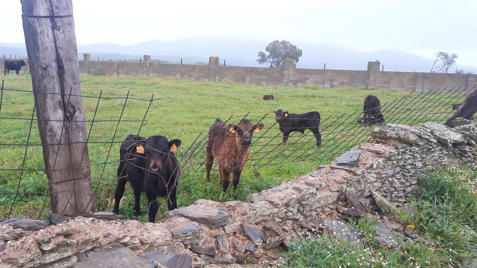 De nuevo, veremos mucho ganado en esta etapa.