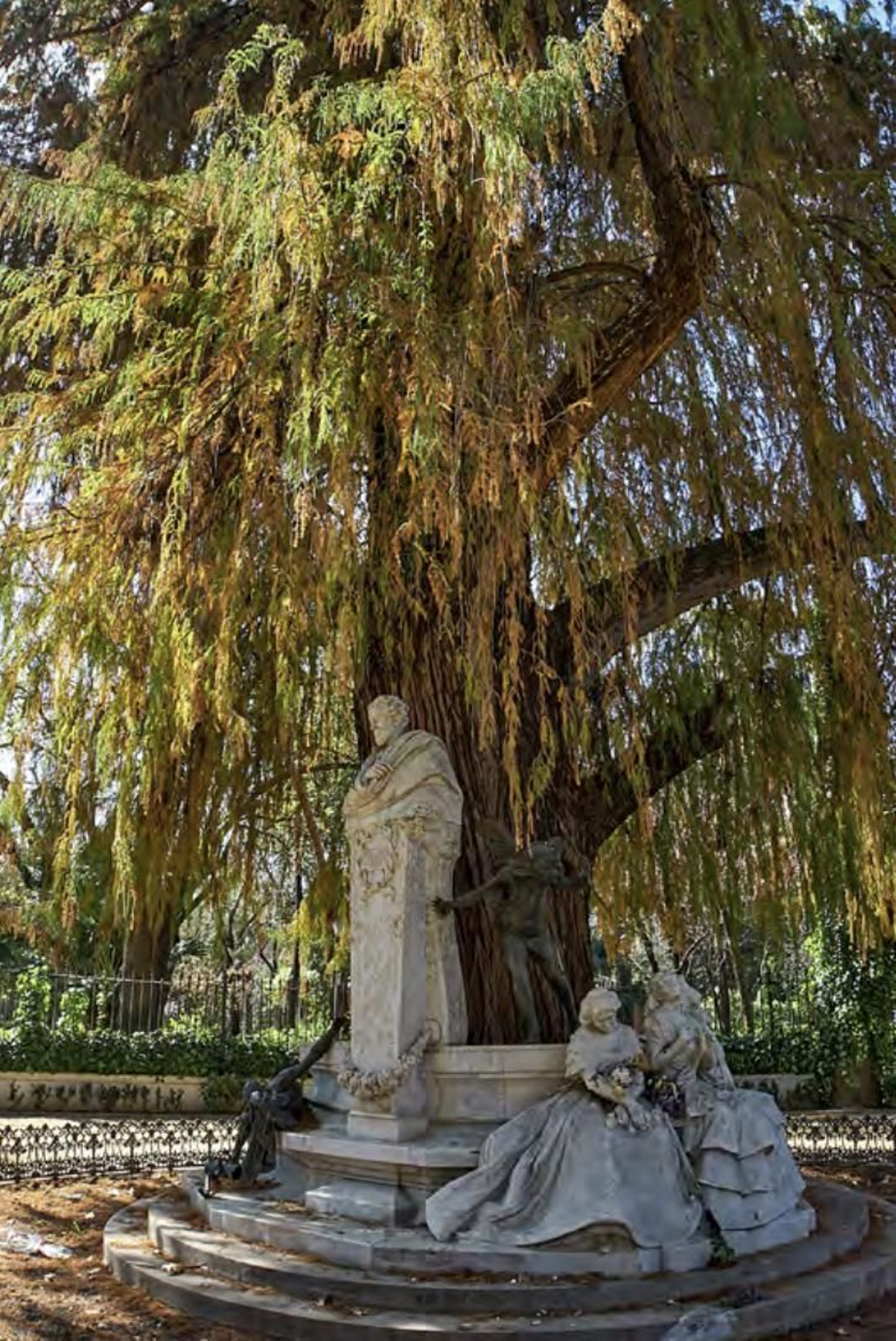 Los árboles más singulares del nuevo catálogo de Sevilla