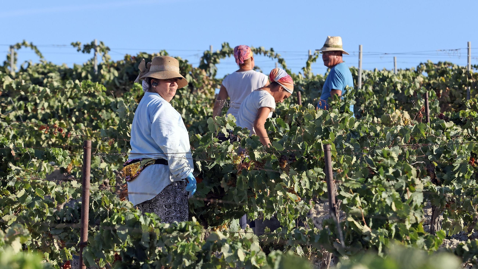 Vendimia a mano en la Viña El Caribe en Jerez