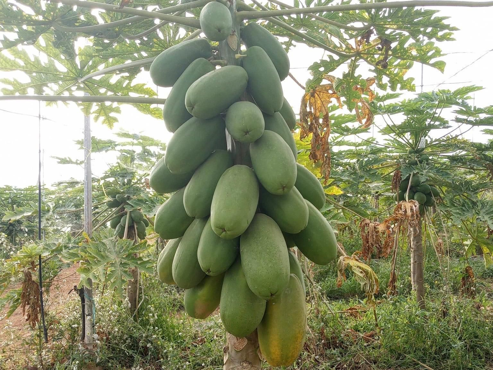 Papaya Amira.