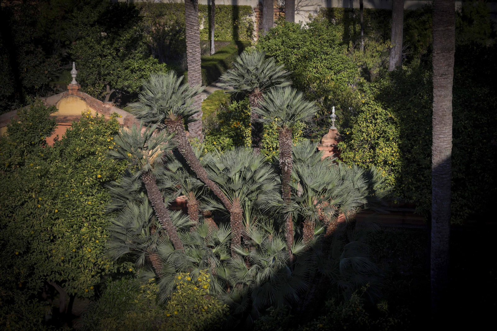 Arboles singulares del Alcazar