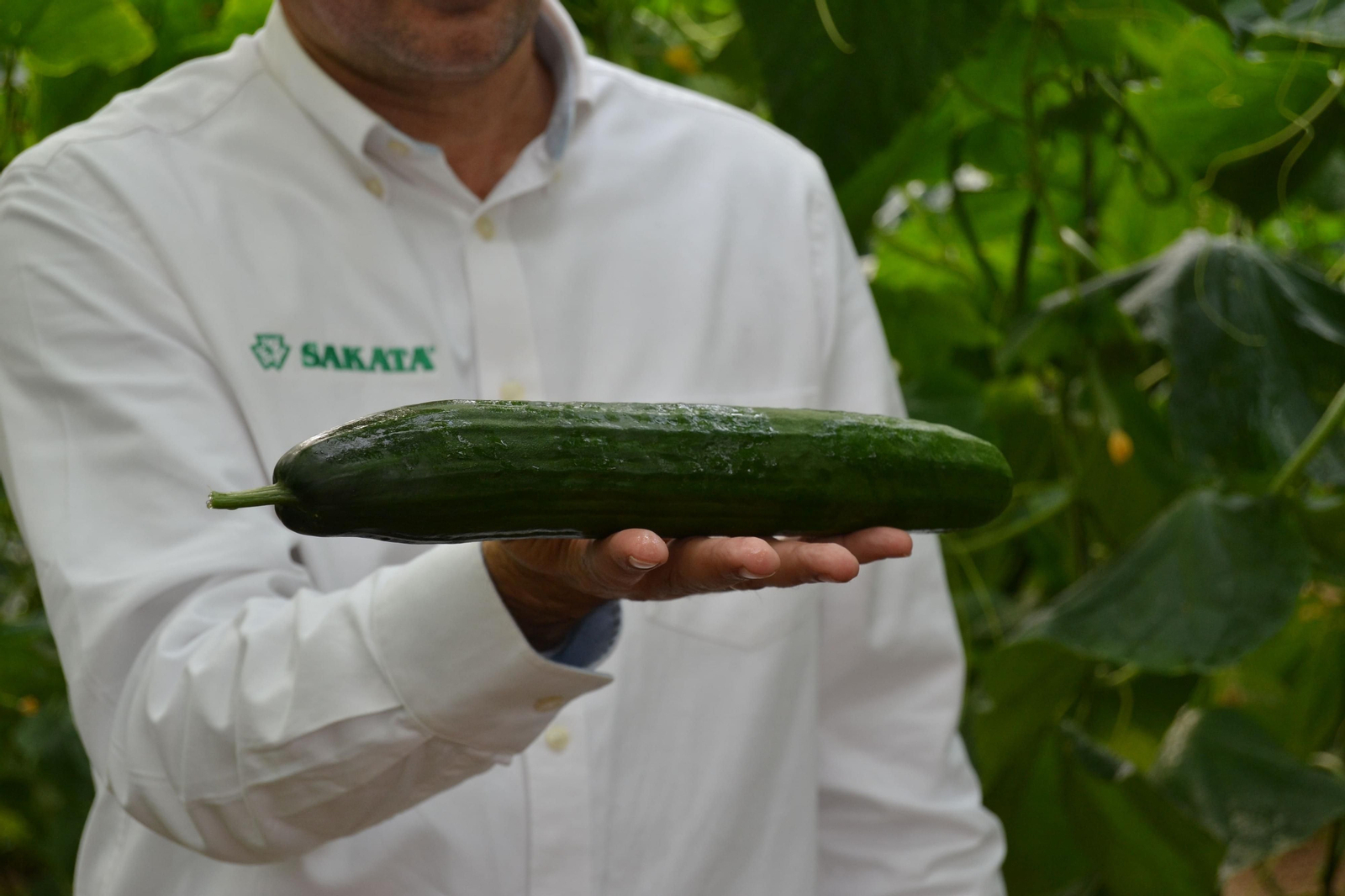 Un pepino cultivado por Sakata.