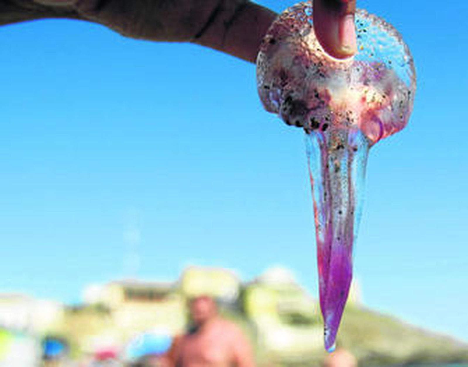 1. Enjambre de medusas de la especie 'Pelagia noctiluca' que logró  llegar hasta la orilla de la playa del peñón del Cuervo de Málaga capital. 2. Cubo de plástico con varios ejemplares de esos pequeños pelágicos aparecidos en la costa malagueña.