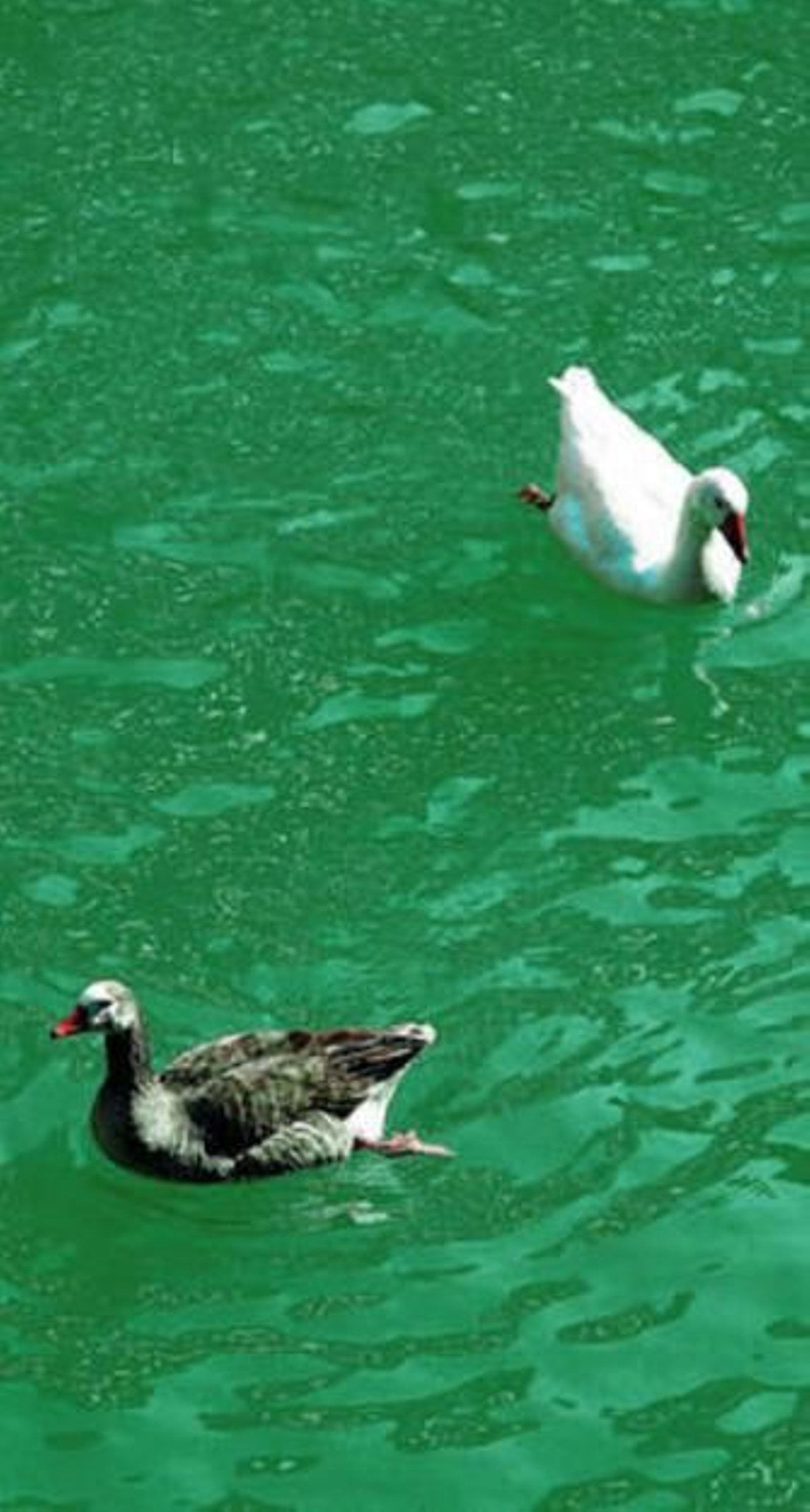 S0S para las ocas del río Genil