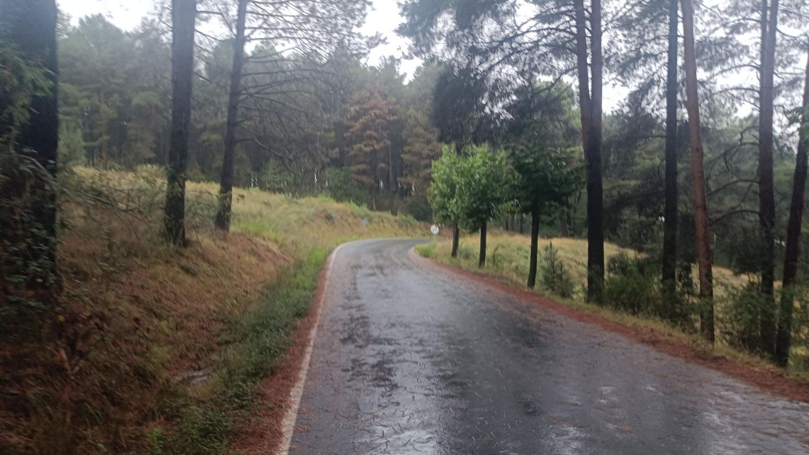 Pasaremos varias zonas con pinares repoblados.