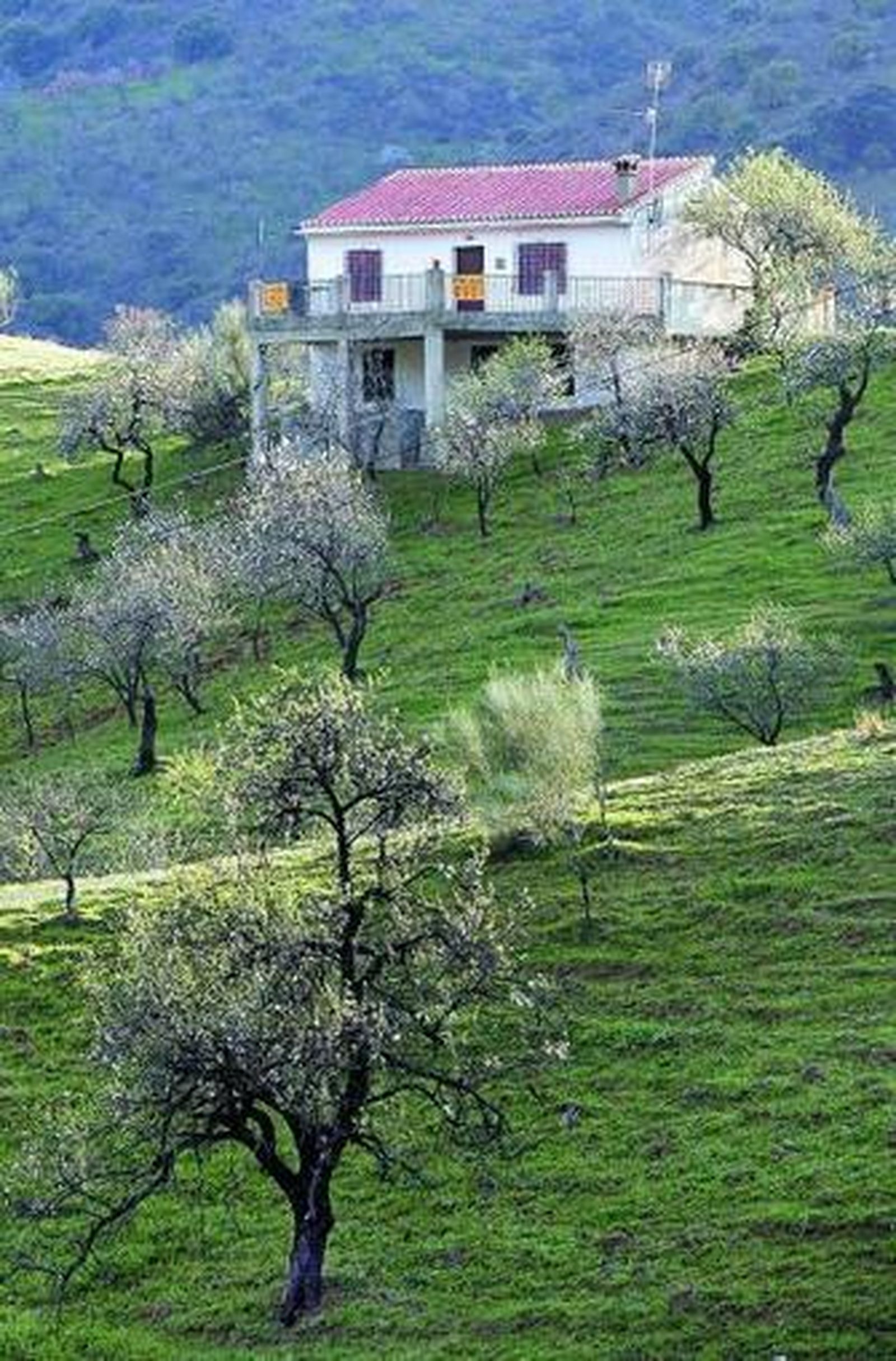 Los almendros son el principal cultivo ecológico de Almería.