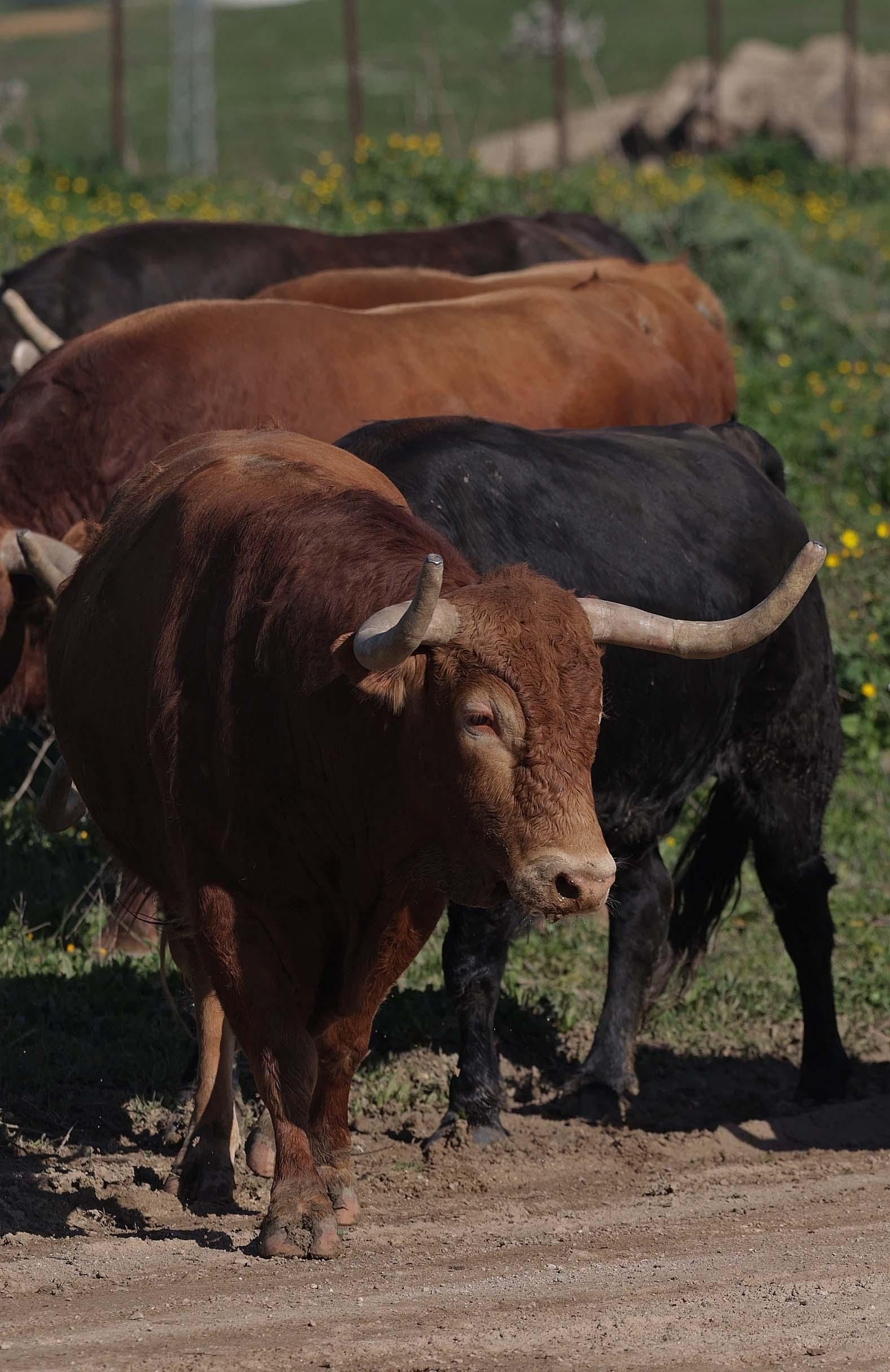 Álvaro Núñez Benjumea debuta este 2025 en Pamplona como gran sorpresa ganadera de los sanfermines, en imágenes