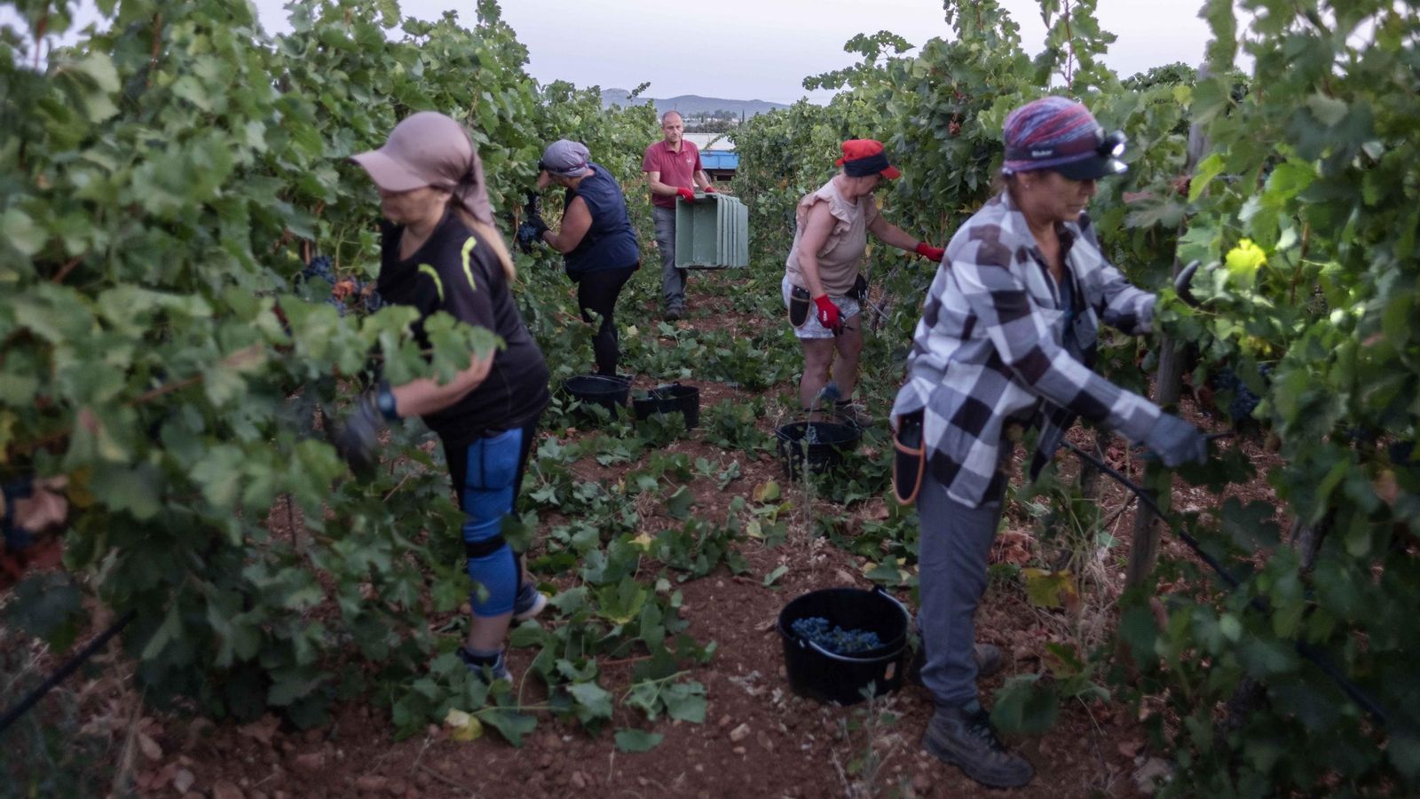 Las cuadrillas están integradas por una amplia variedad de edades.