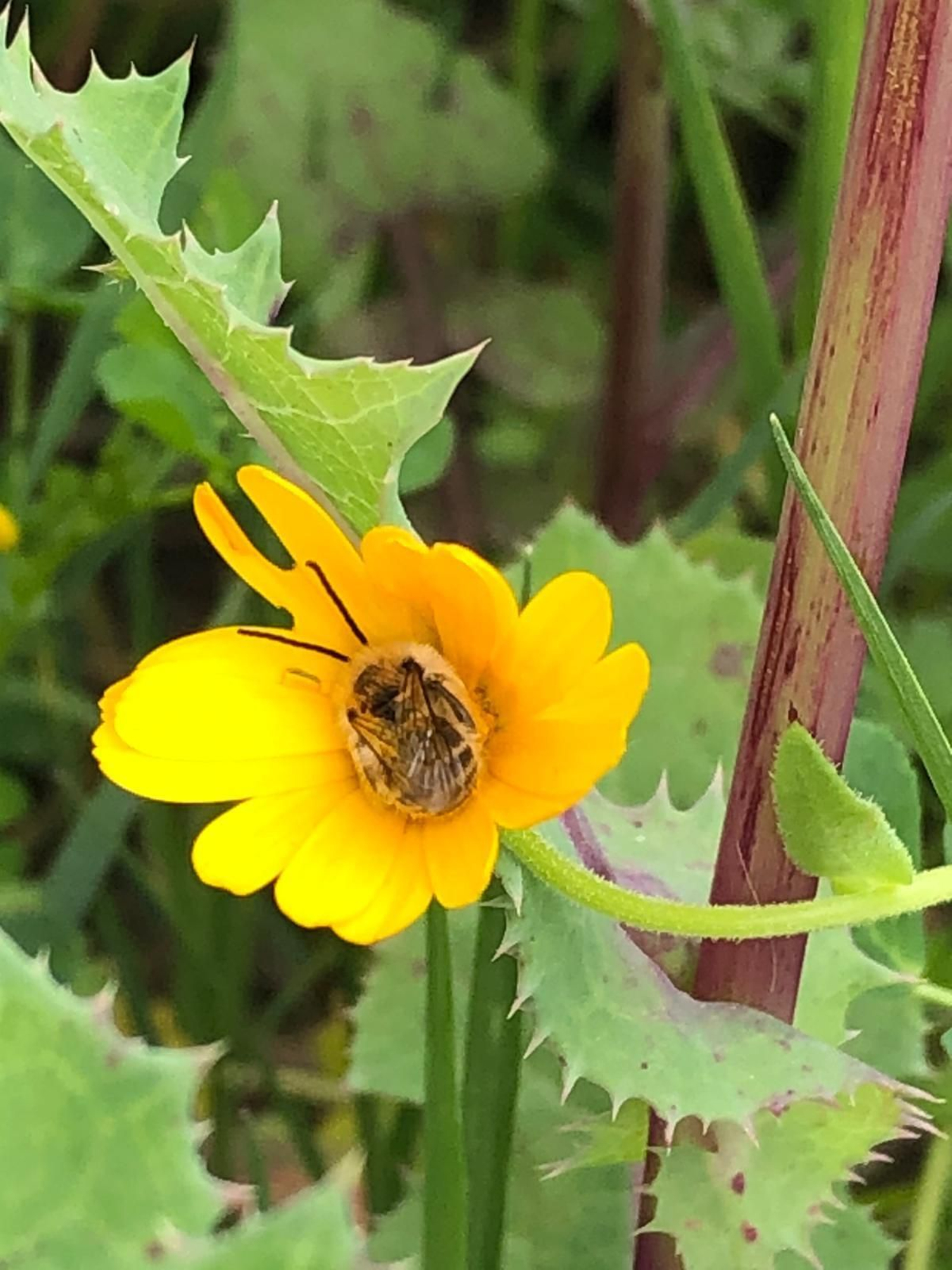 Las fotografías de la primavera en la Campiña de Córdoba