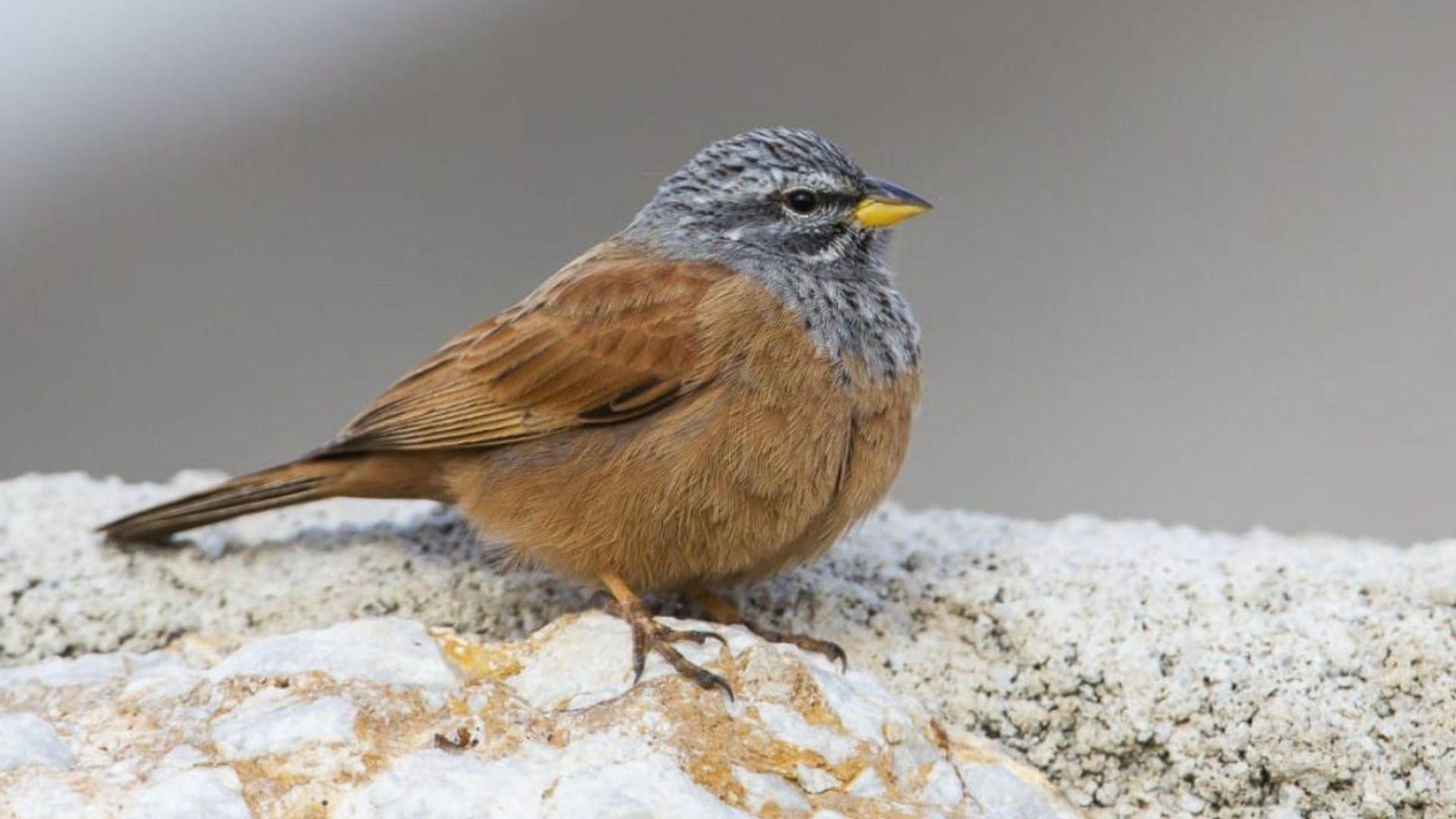 Algeciras, puerta de entrada del escribano sahariano: primera cría en Europa de un ave africana.