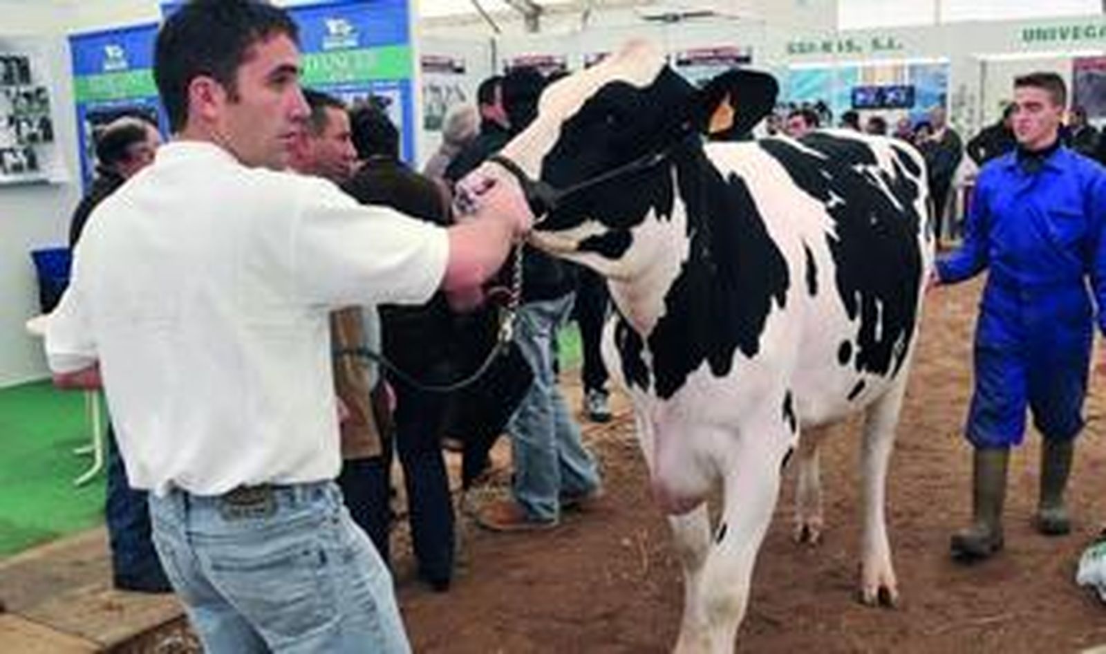 Un operario traslada a una de las reses de la raza frisona para su subasta en una de las carpas de la feria agroganadera.