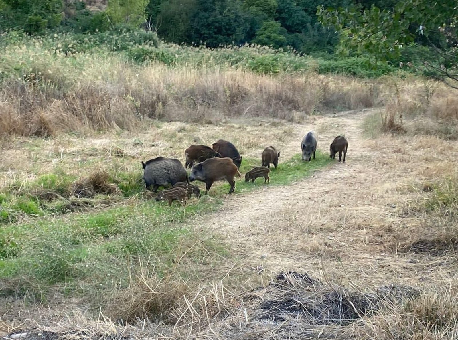 Imágenes de los jabalíes en el Camino de la Fuente de la BIcha Imágenes de los jabalíes en el Camino de la Fuente de la BIcha