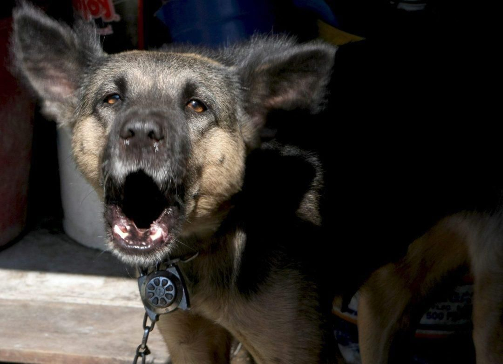 La mordedura de perros enfermos, causa de transmisión de la rabia.