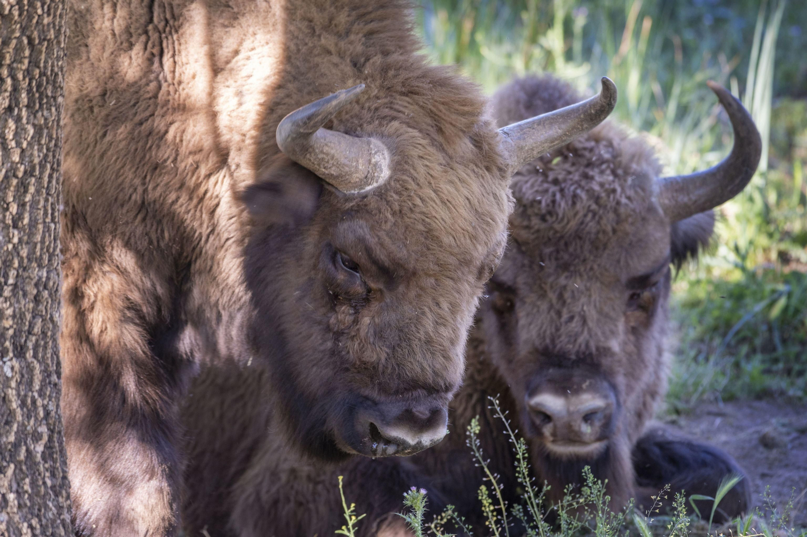 Dos de los 18 bisontes que viven en la finca de El Encinarejo, en la Sierra de Andújar (Jaén).