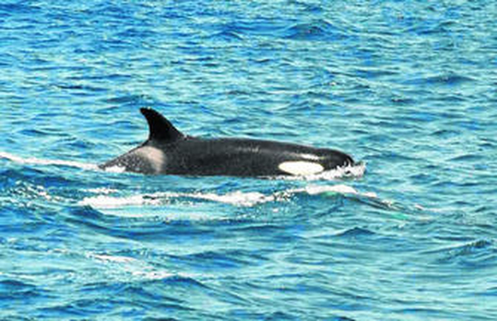 Algunos de los ejemplares avistados por los servicios de Medio Ambiente.