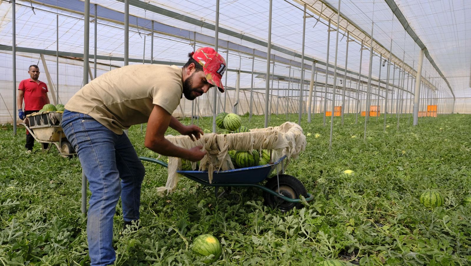 Imágenes de las primeras sandías que salen de Almería esta campaña