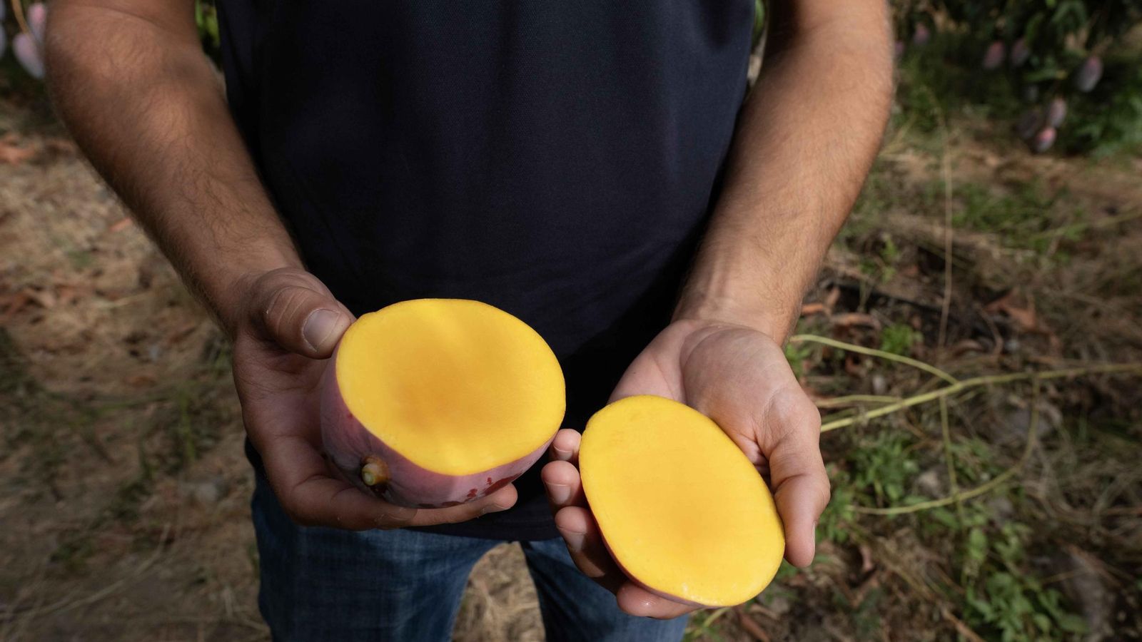 El punto de maduración antes de su recogida.