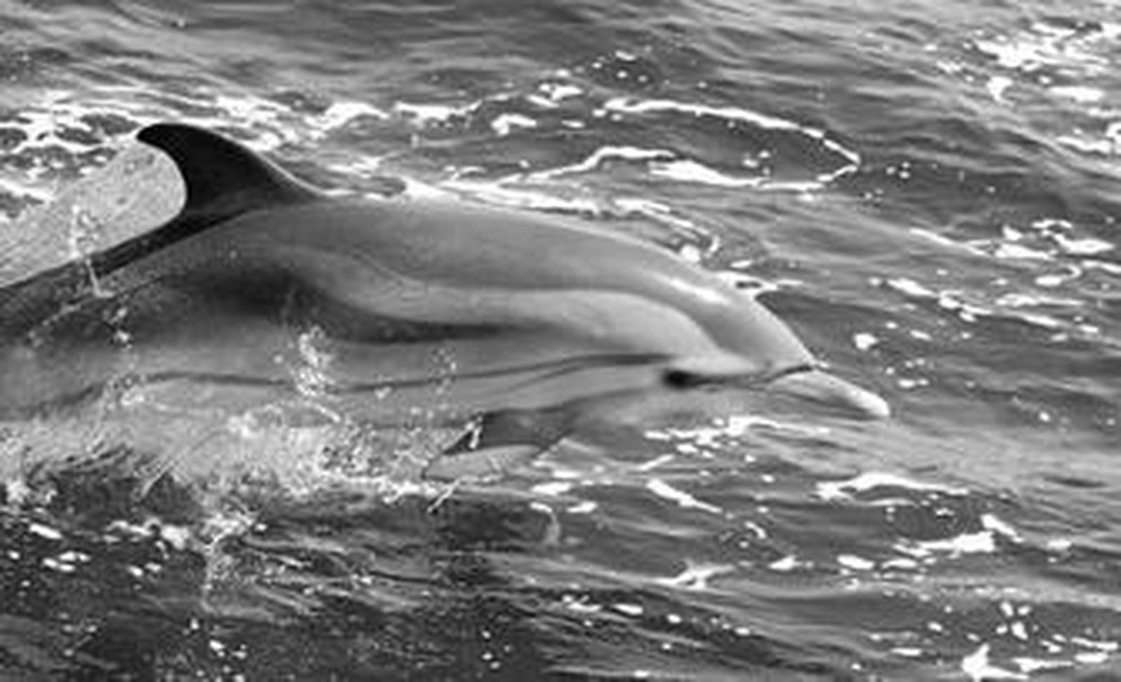Un delfín sube a la superficie en el Estrecho de Gibraltar.