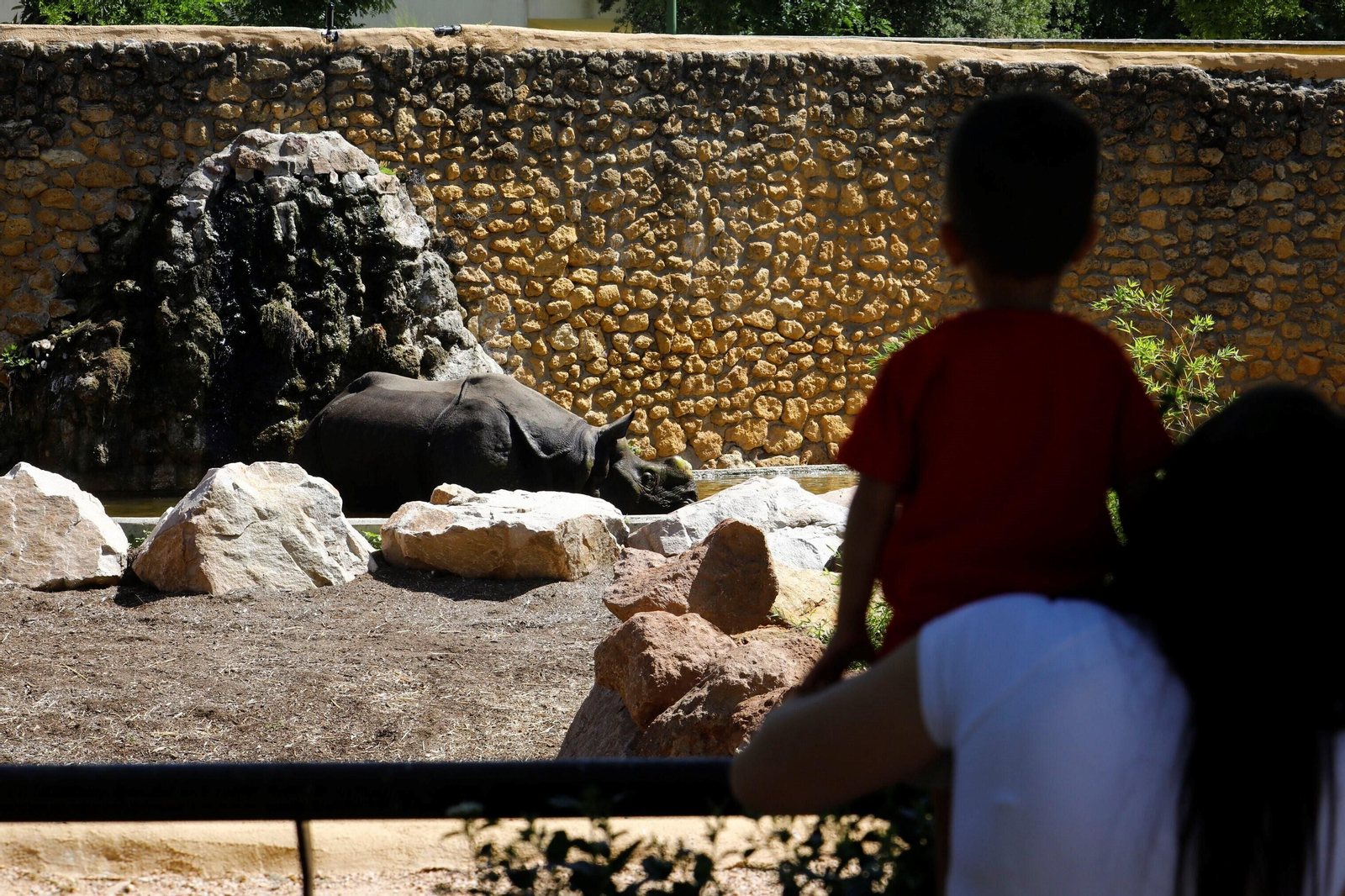Así es Manas, el rinoceronte indio del Zoo de Córdoba