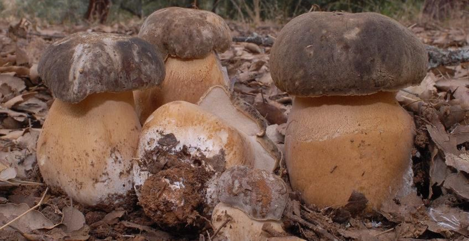 Boletus Aereus