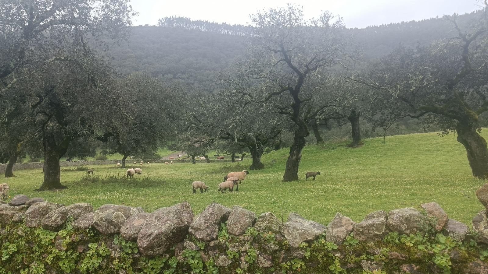 Veremos mucho ganado junto a la Sierra de Hinojales