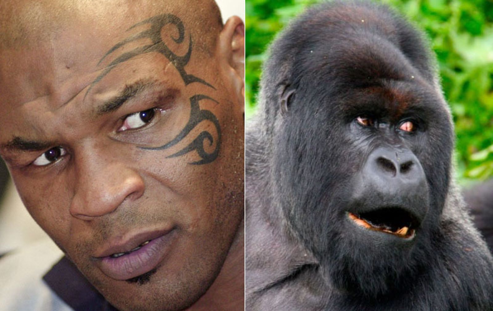 Mike Tyson y un espalda plateada