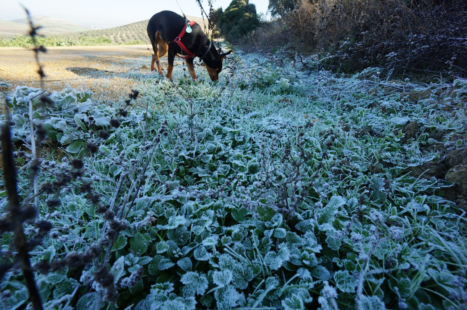 Un campo helado en la Campiña de Córdoba.