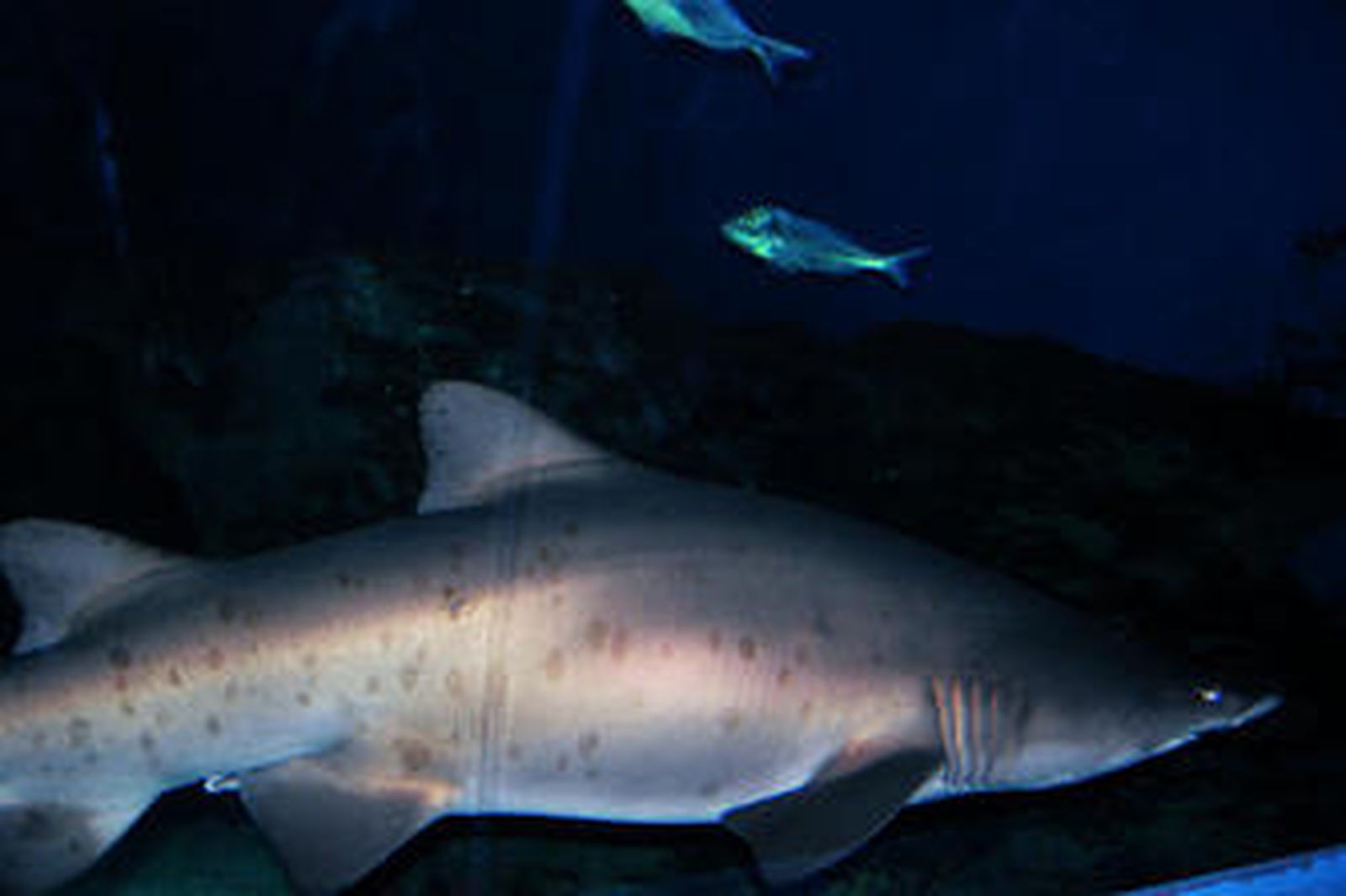 1. El Aquarium Almuñécar, el más grande de España y uno de los mayores de Europa,  se abrió el pasado verano y durante estos meses ha recibido a miles de visitantes 2. Los más pequeños son los que más disfrutan de un espacio pensado especialmente para ellos 3. Los tiburones son sin duda la estrella del acuario, la mayoría se sorprenden por las grandes dimensiones de un animal al que todos conocen  4. La visita al gran espacio acuático se hace en tres fases, para ir viendo la evolución del mundo marino