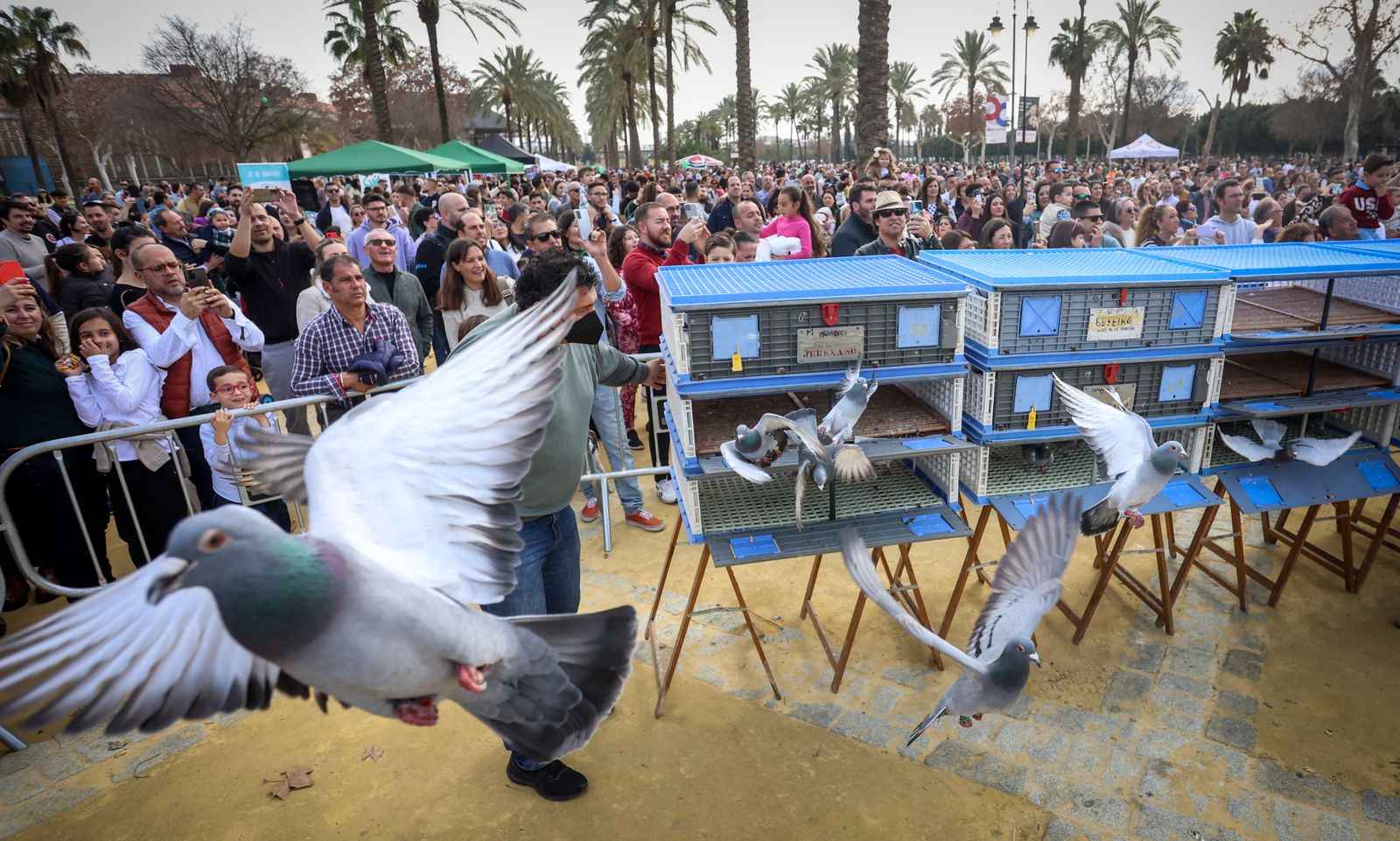 Fiesta de san Antón 2024 en Jerez