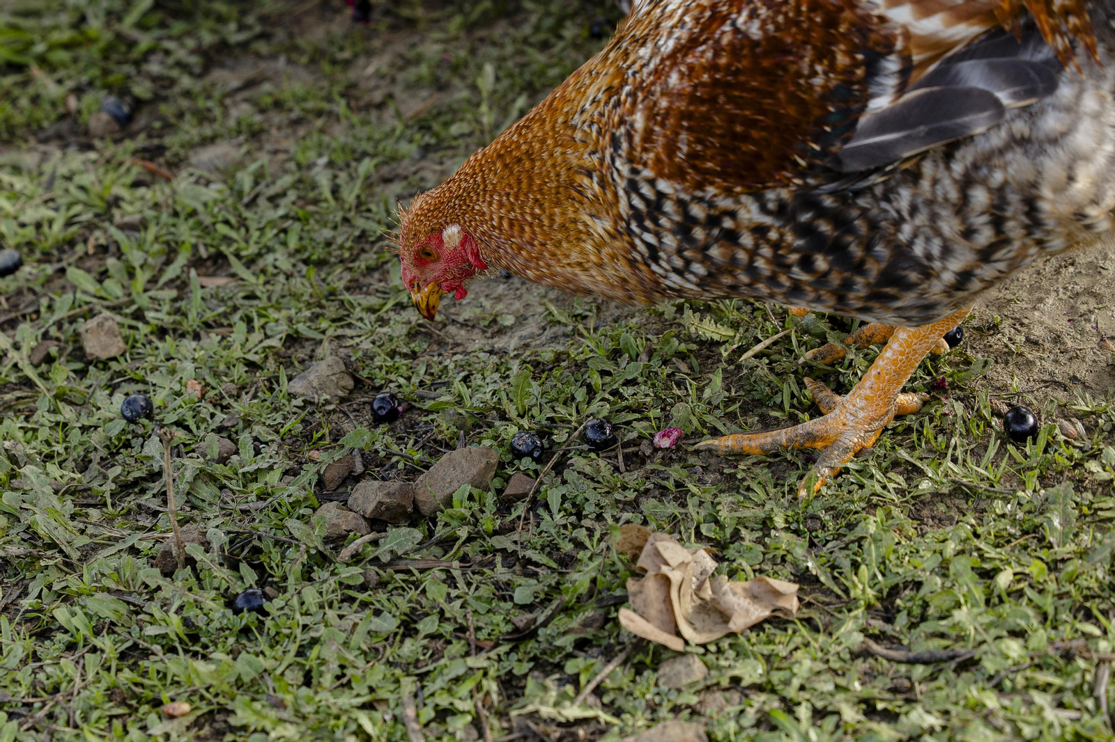 Imágenes de la finca "Loma Verde"; dedicada a la cría de capones y pulardas en libertad.