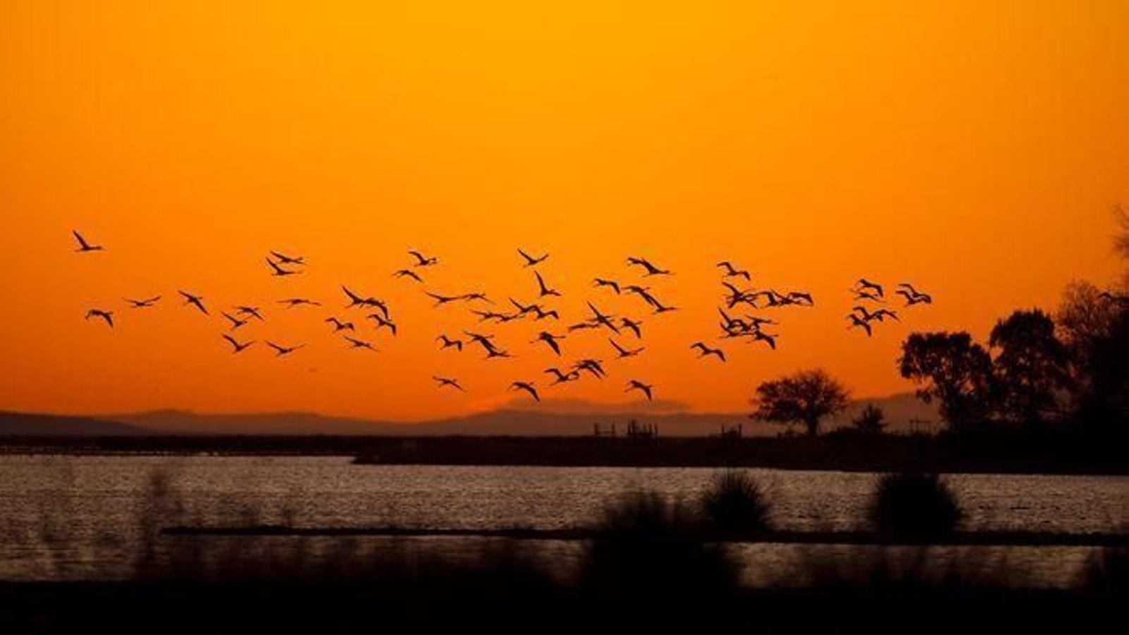 Parque natural de Doñana