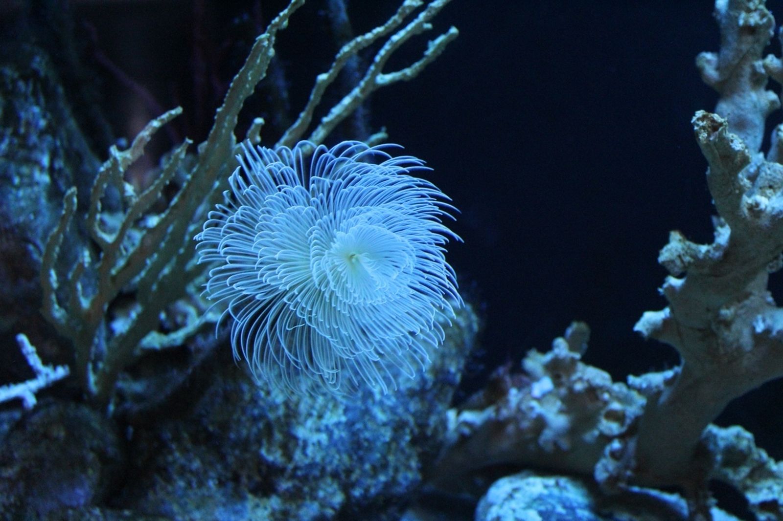 Una de las nuevas anémonas del acuario de la localidad sexitana.