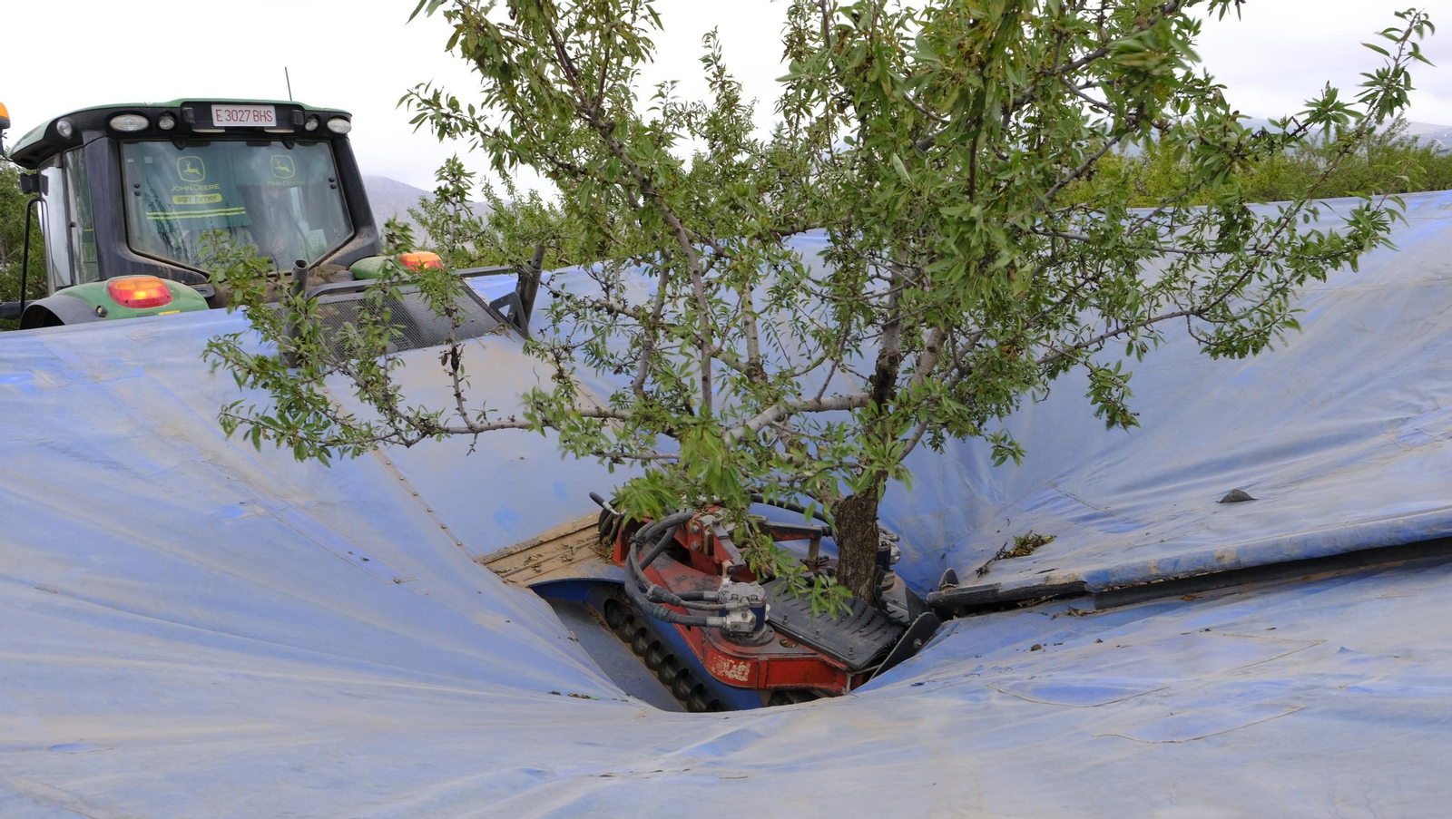 Imágenes de la almendra ecológica de Chirivel