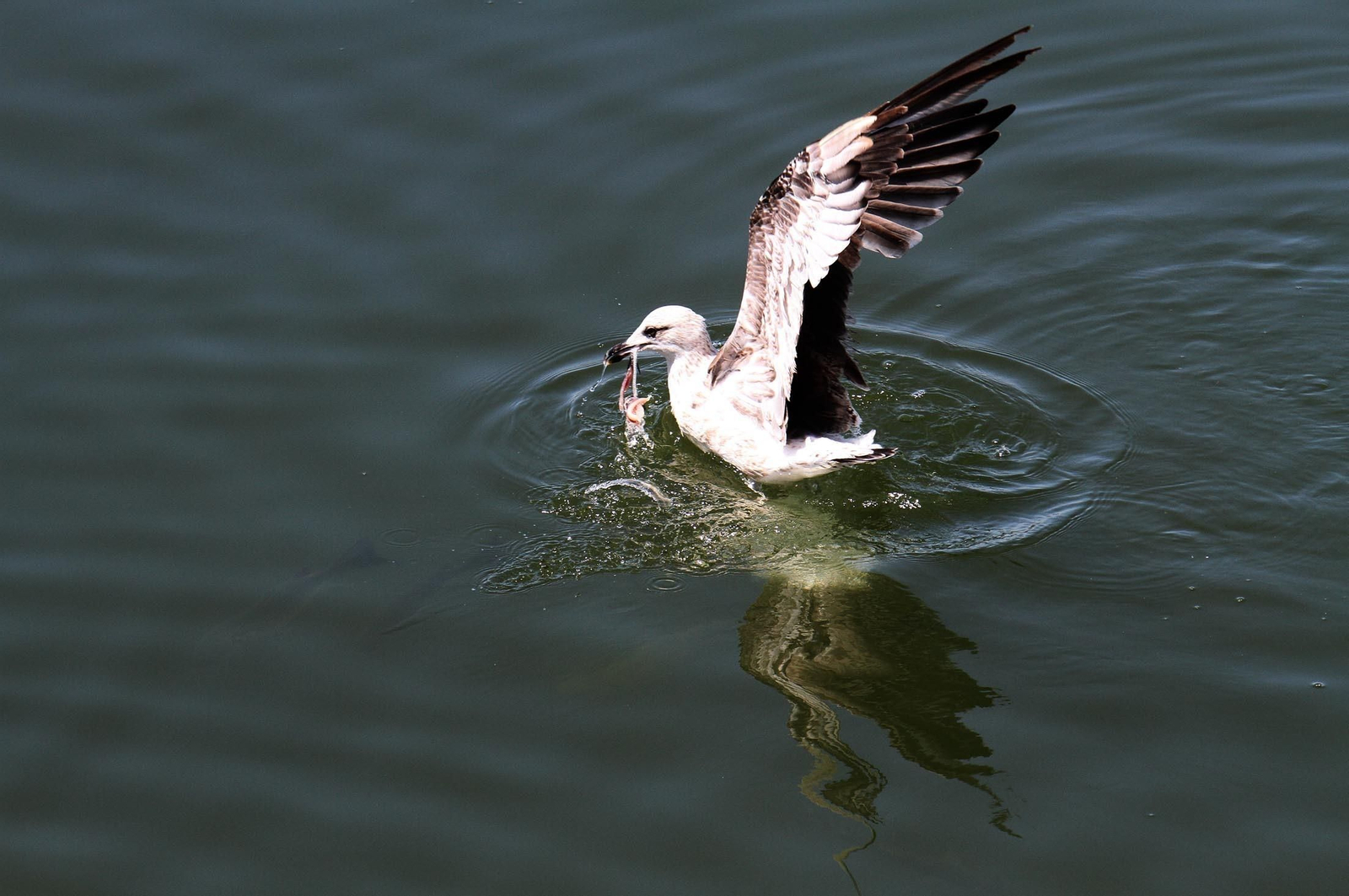 Imágenes del viernes 29 de diciembre en Huelva