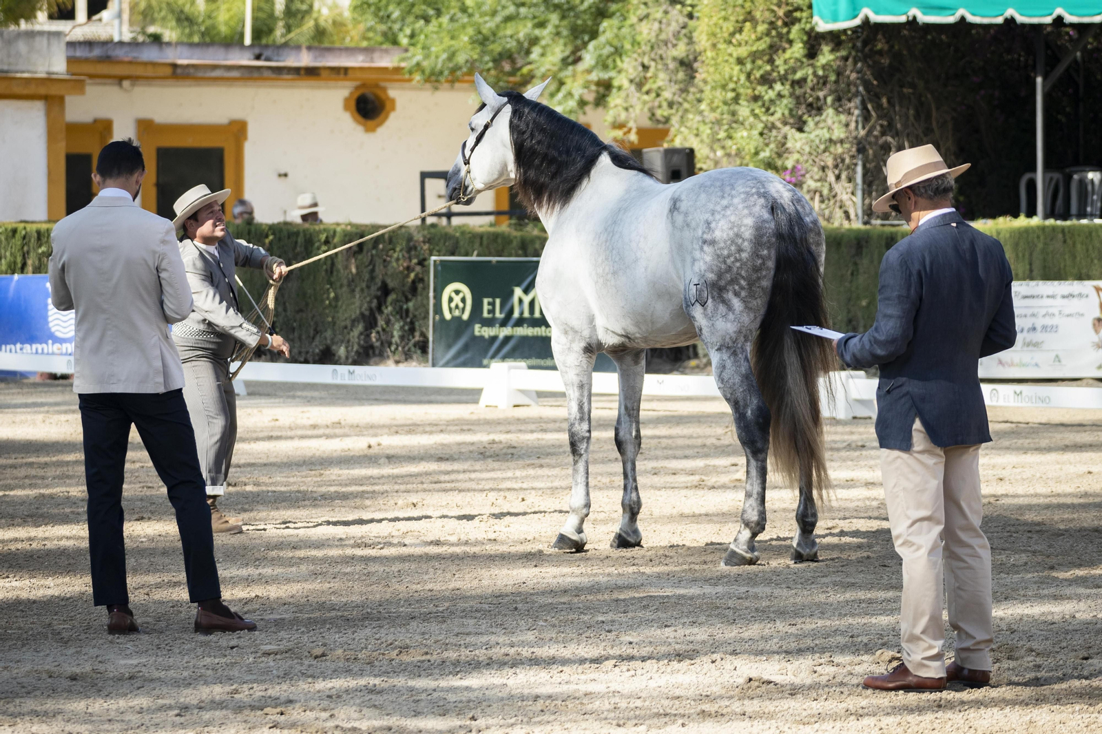 El concurso Campeón de Campeones en el Depósito de Sementales de Jerez