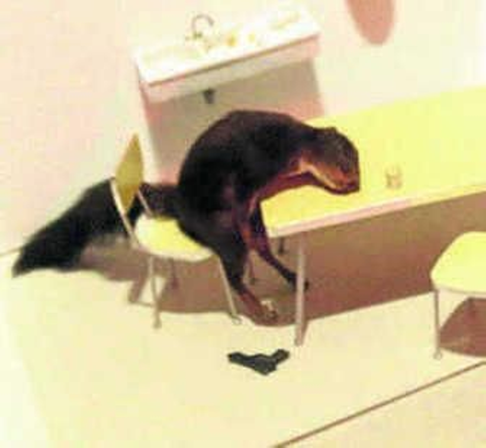 La ardilla suicida de Cattelan.