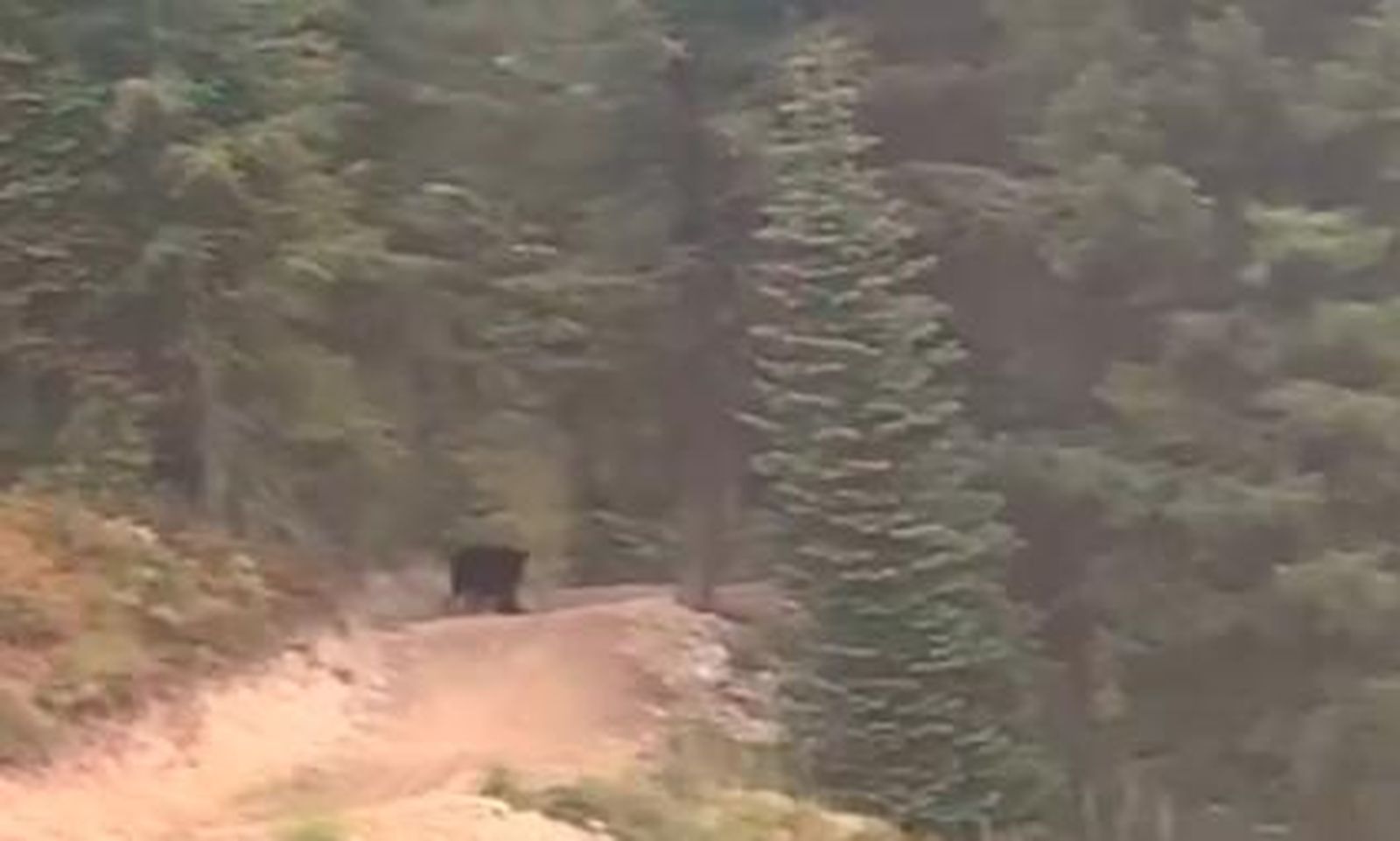 Un oso persigue corriendo a un ciclista profesional por la montaña y lo graban con un drone