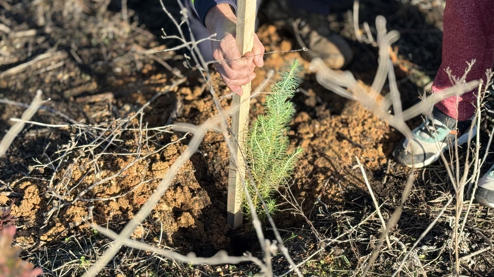 Alumnos del Colegio Reggio participan en la reforestación de Las Canteras