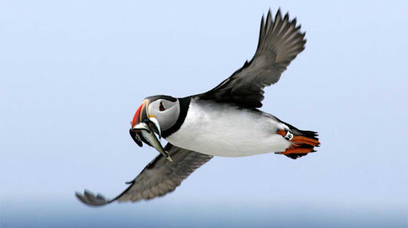 Los ciclones matan de hambre a las aves marinas del Atlántico Norte
