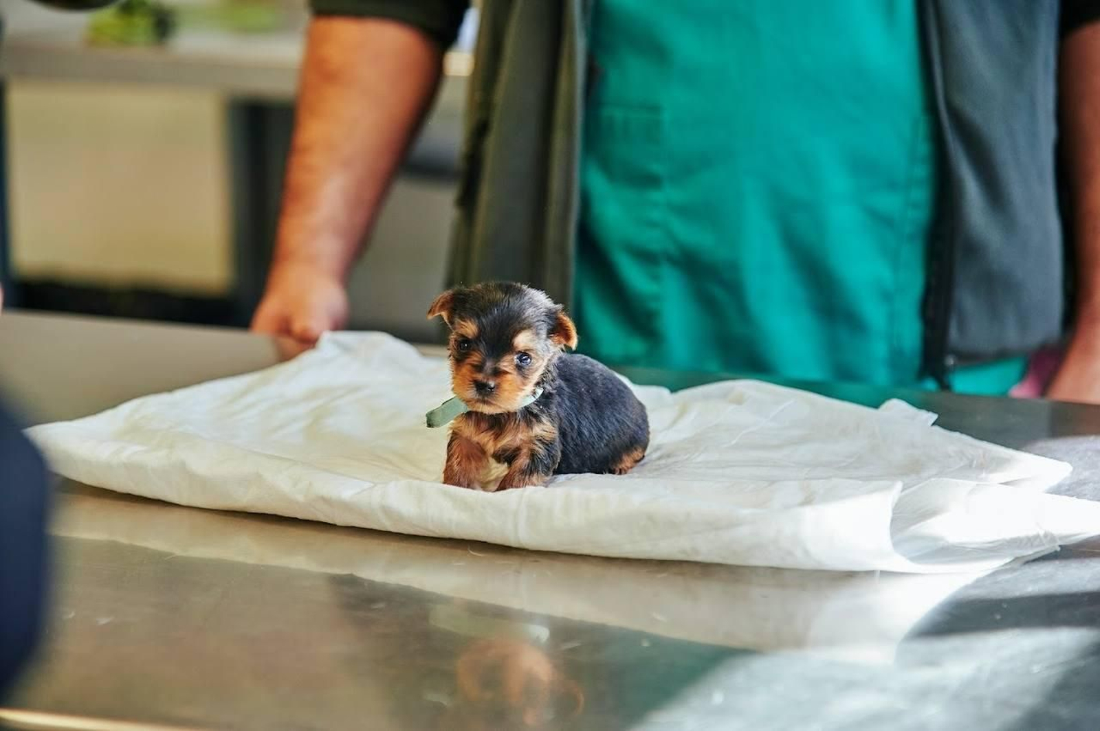 Un cachorro en Sadeco.