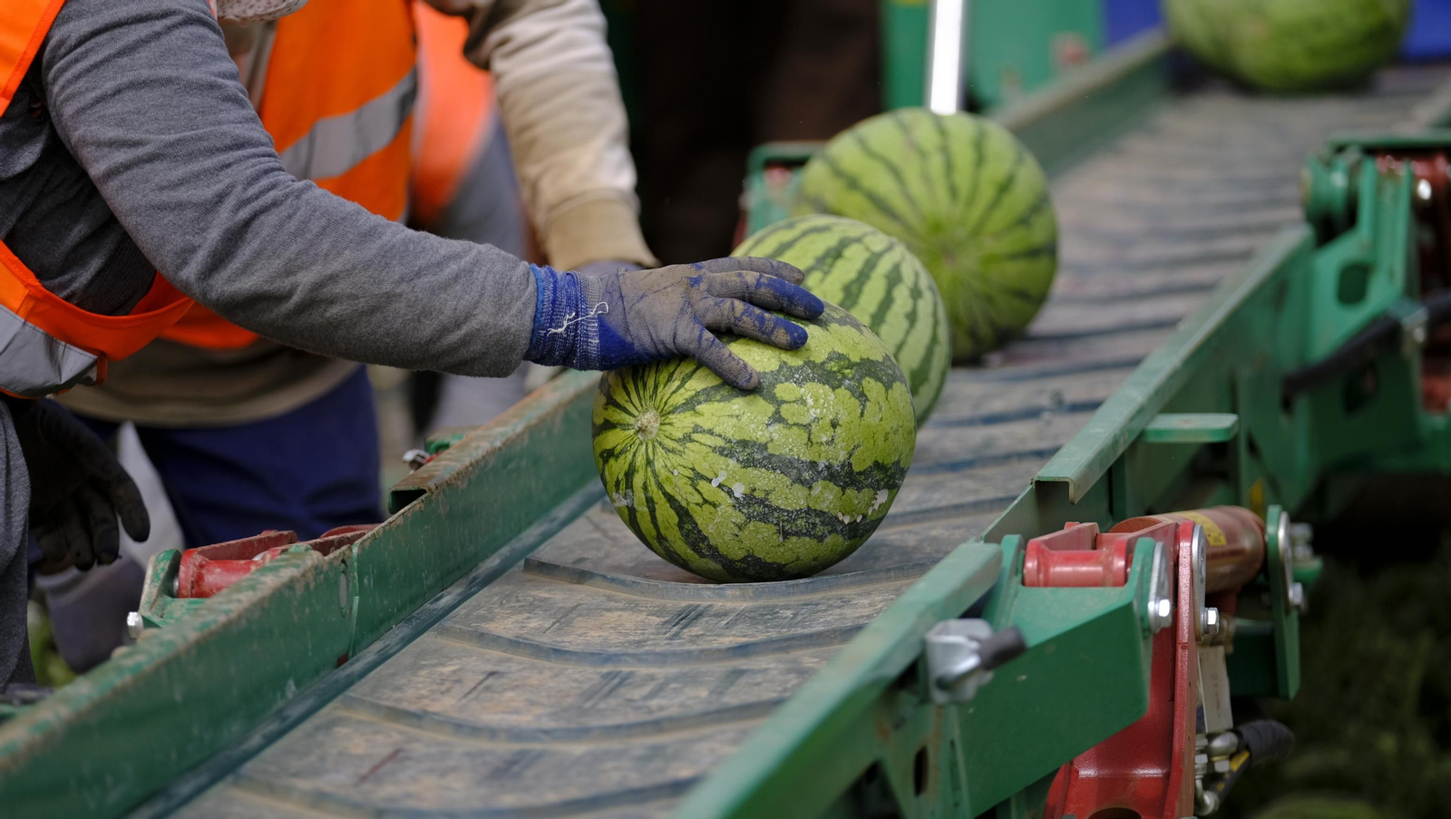 La sandía y el melón de Huércal Overa, manjares en imágenes