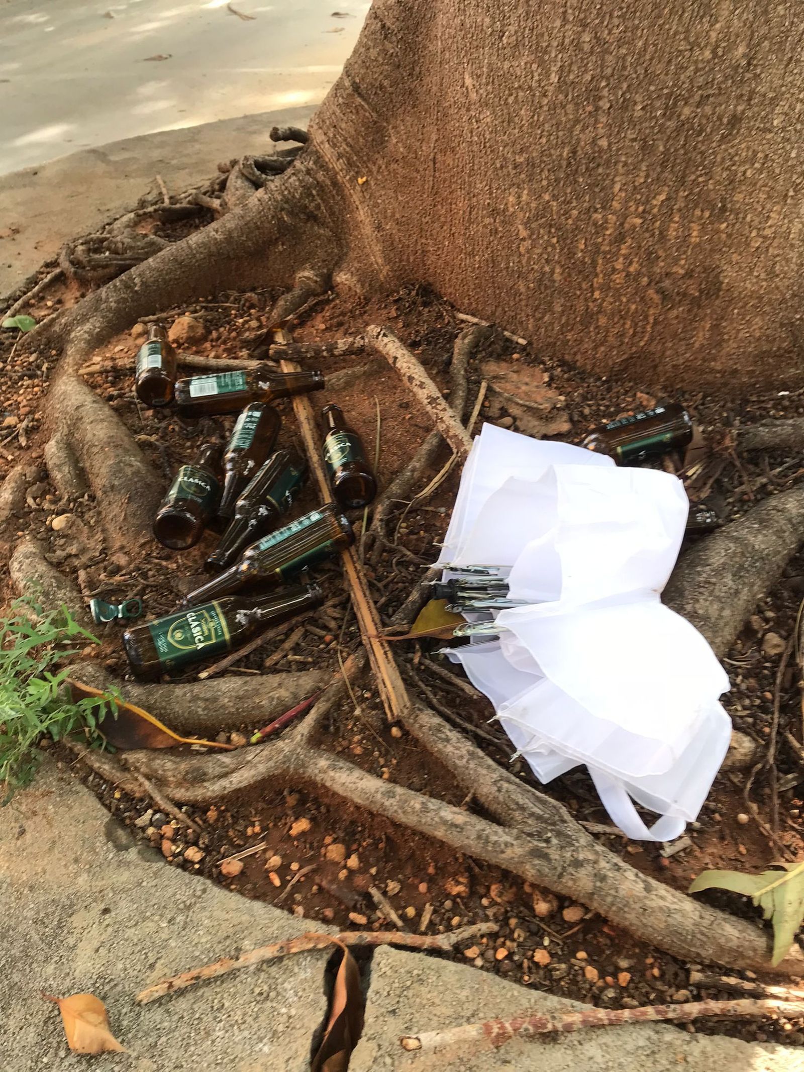 Decenas de botellines de vidrio de cerveza cada día aparecen tirados por la zona, especialmente en el pie del ficus, que se ha convertido en el sofá de su hogar