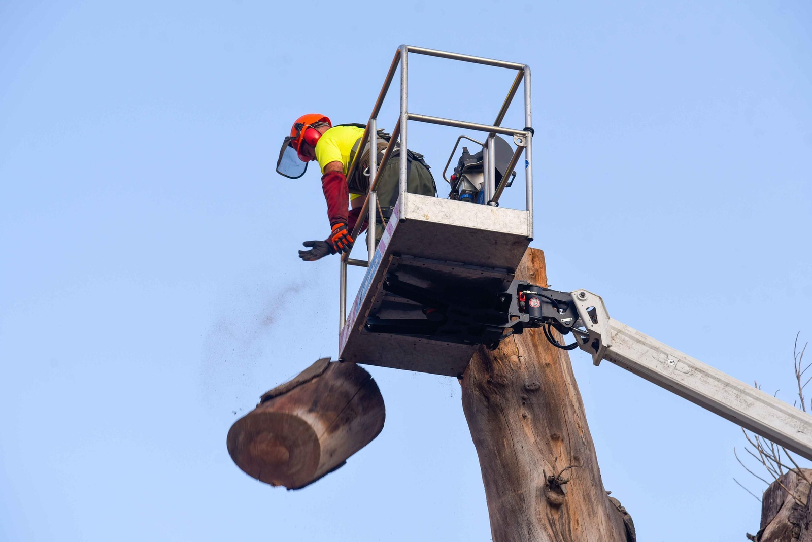 Imágenes de la tala definitiva del ficus de San Jacinto